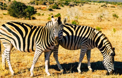 Addo National Park (7).