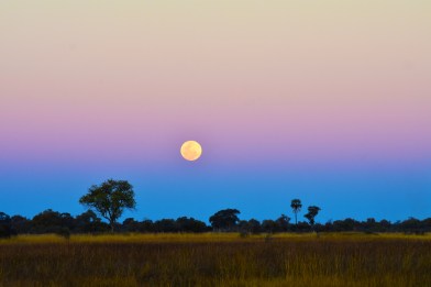 Delta de Okavango (40)