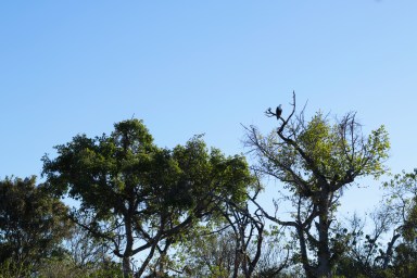 Delta de Okavango (5)