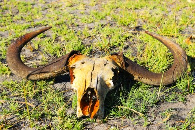 Delta de Okavango (24)